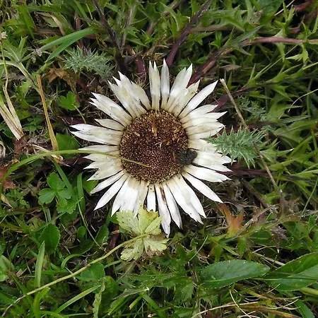 Apartament Haus Vorrath Bad Hofgastein